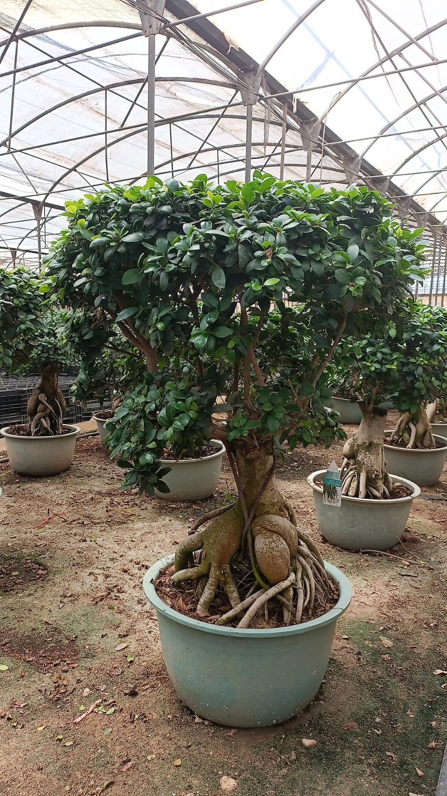 The Dome Size 6 - Image 1