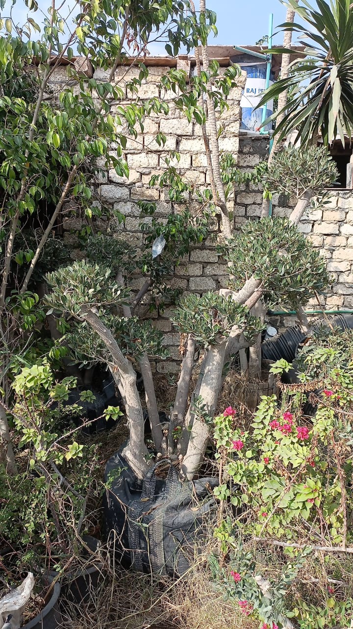 Olive Tree - Image 7