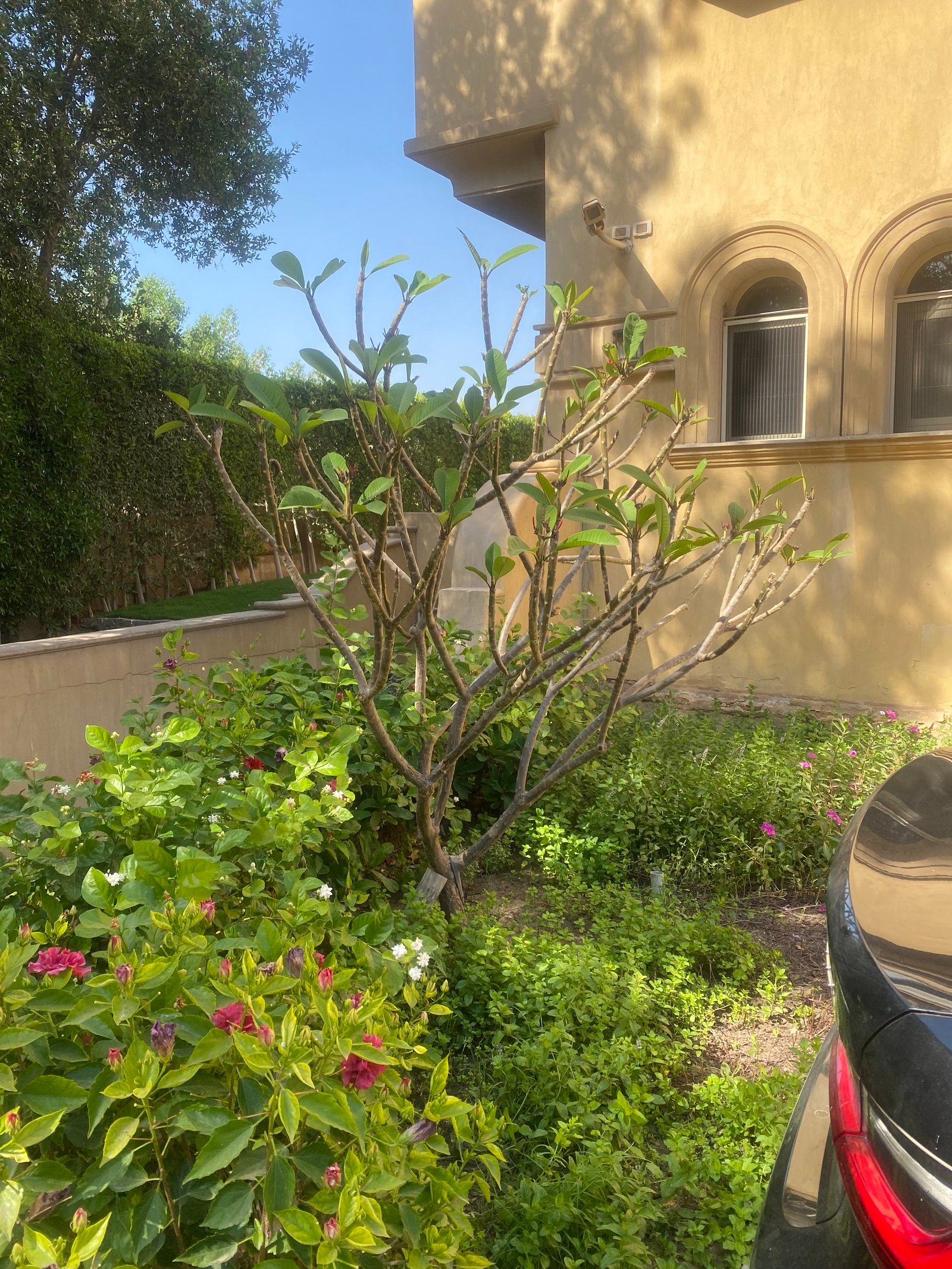 Indian Jasmine  - Image 12