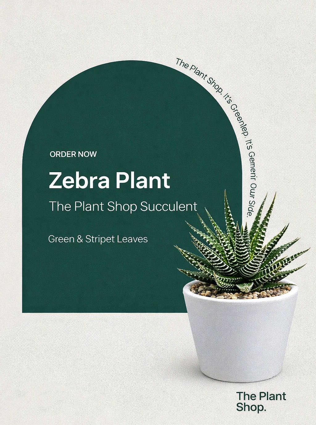 Zebra Plant - Image 1