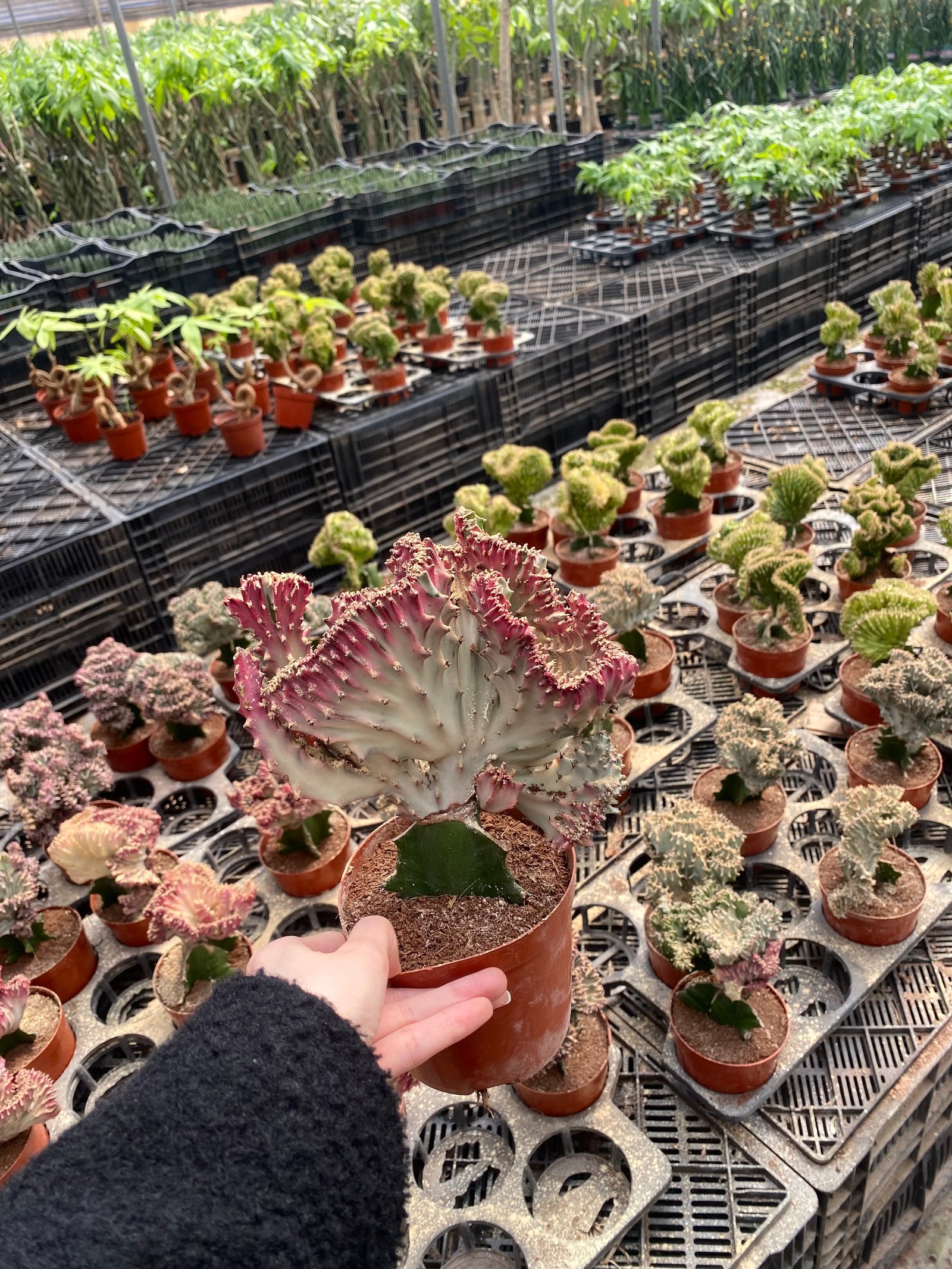 Coral Cactus - Image 9