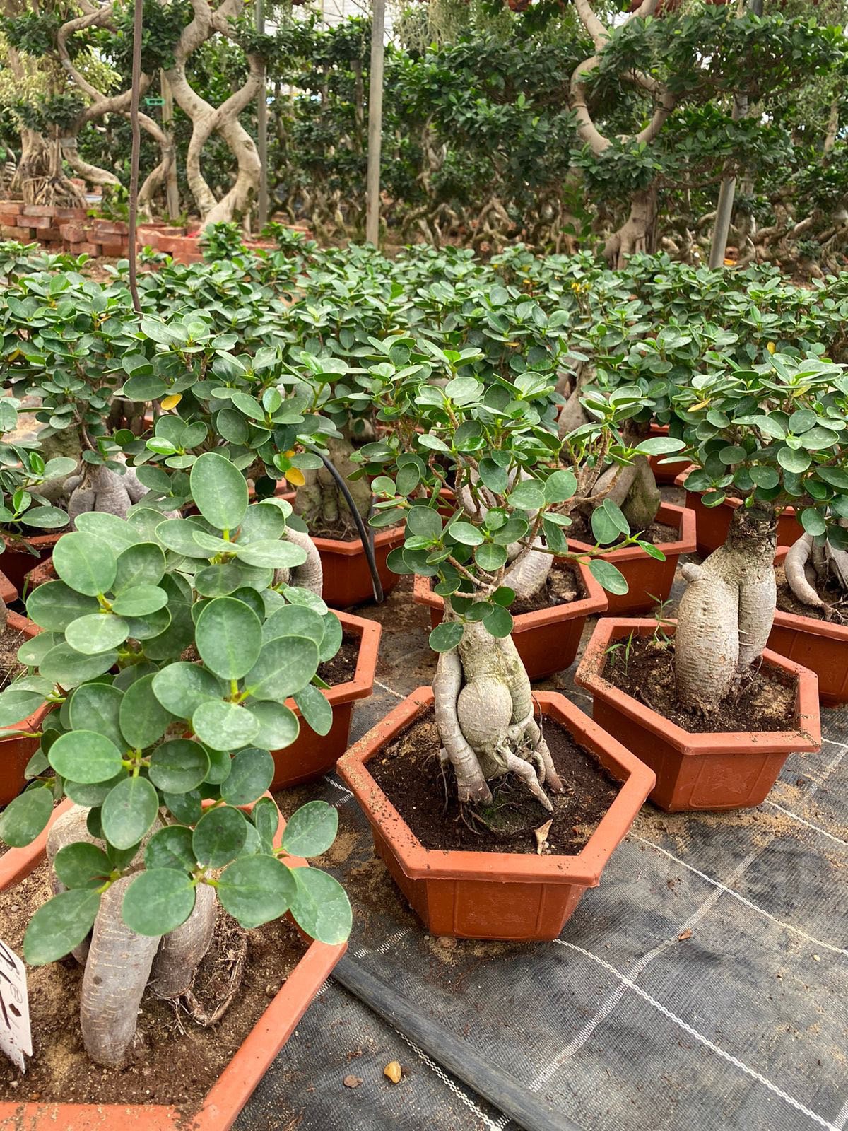 Ginseng Ficus Bonsai - Image 8