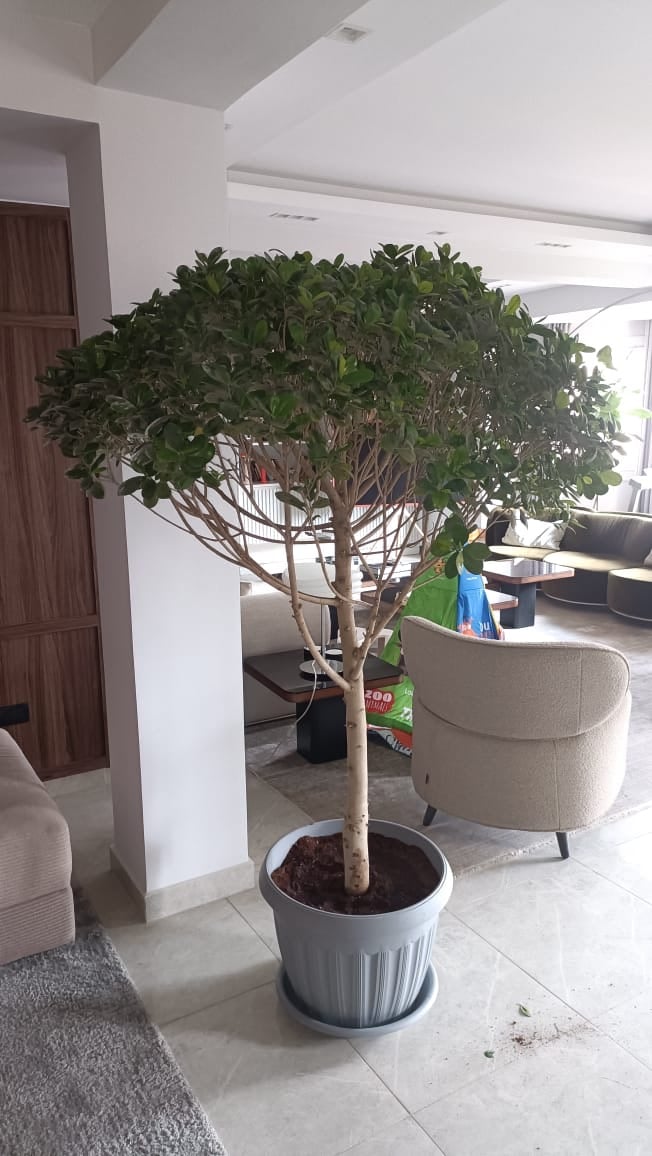 Ficus Panda - Image 3