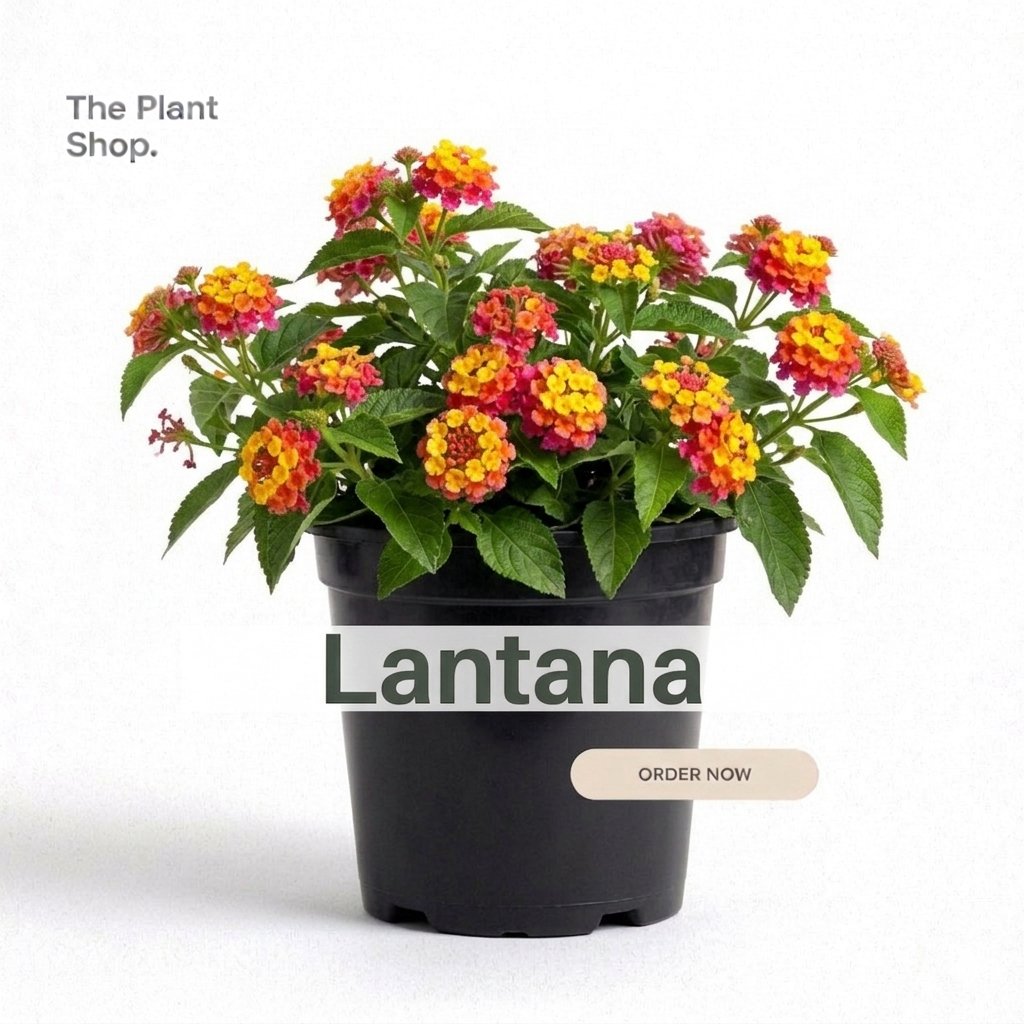 Lantana - Image 1