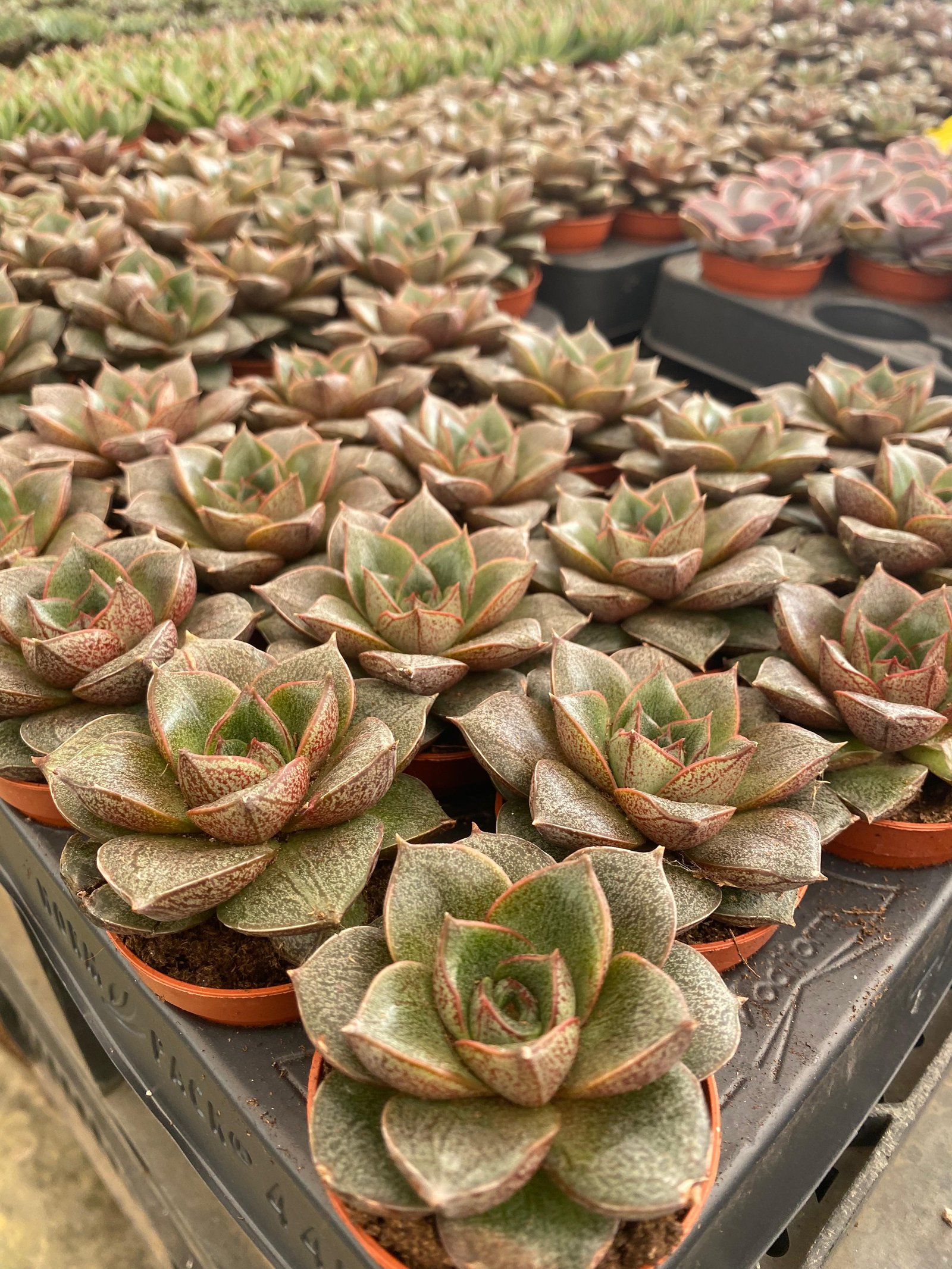 Bundle of 4 Echeveria Cactus - Image 2