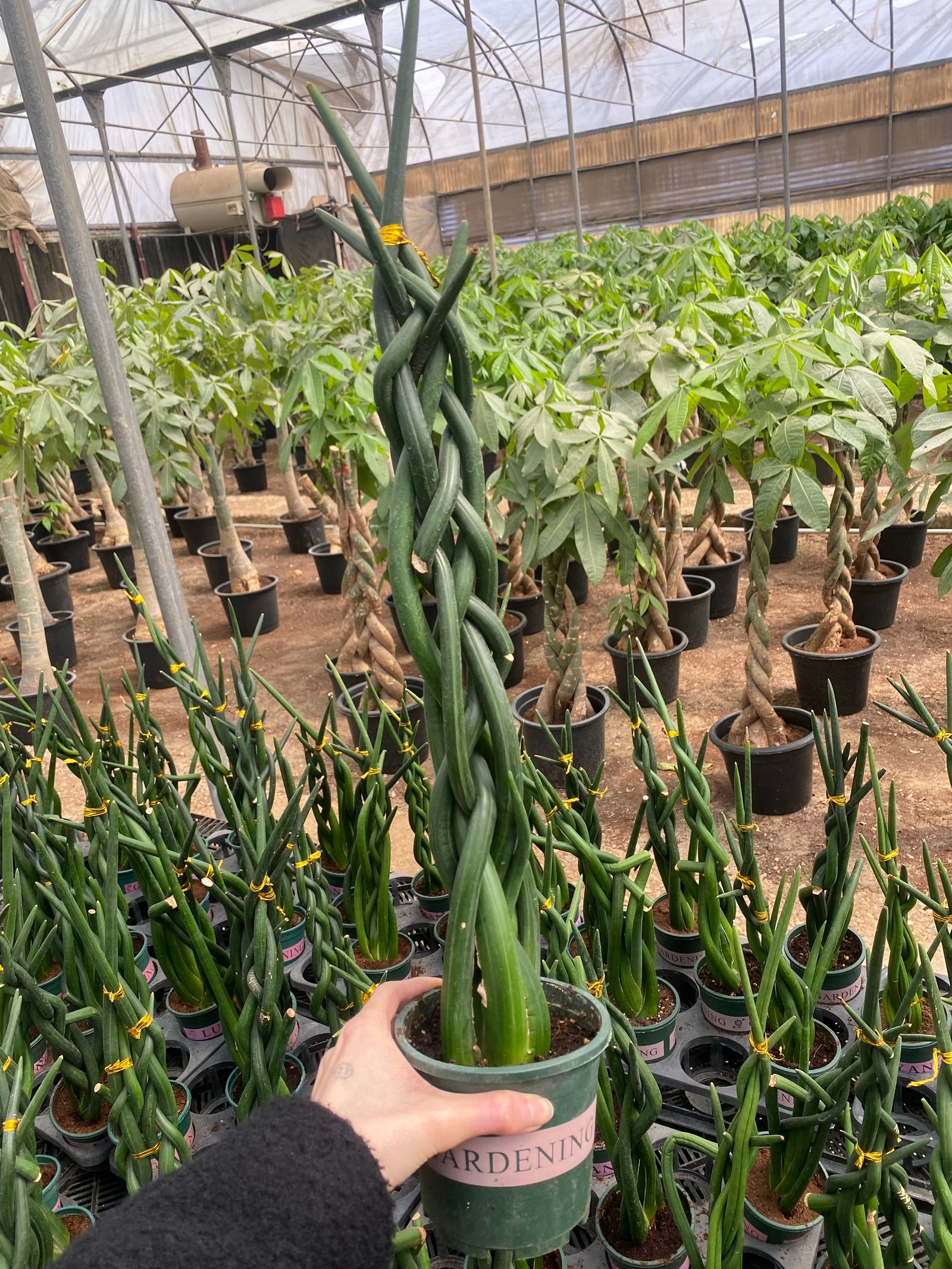 Sansevieria Cylindrica - Image 4