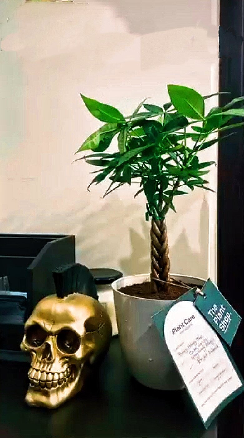 Baby Money Tree  - Image 7