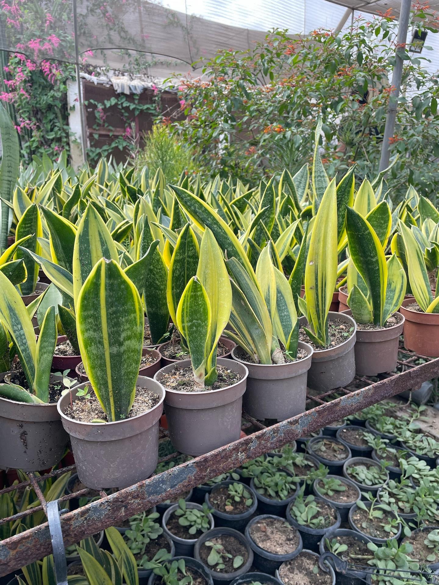 Snake Plant - Image 5