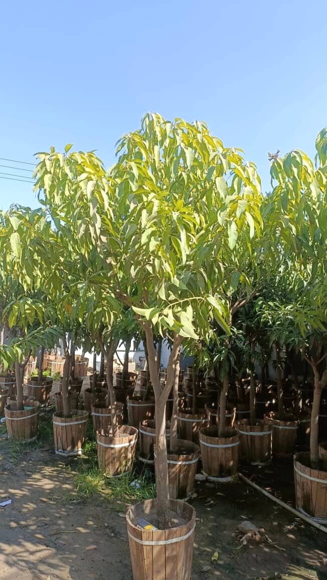 Mango Tree - Image 5