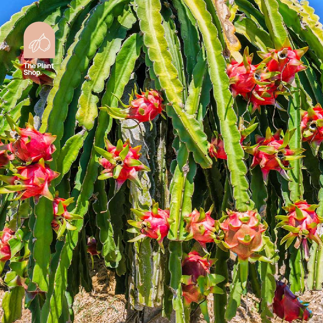 Dragon Fruit Tree - Image 1