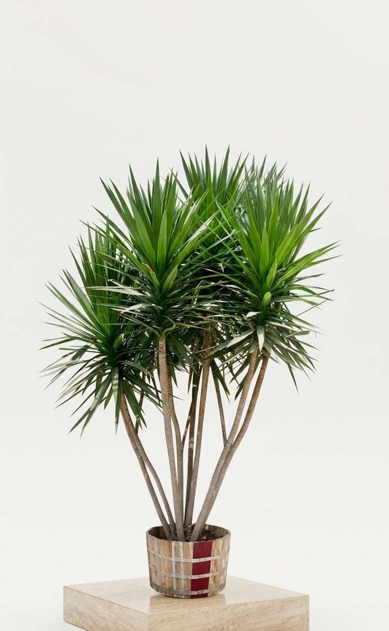 Dracaena Santa Rosa Outdoor - Image 2