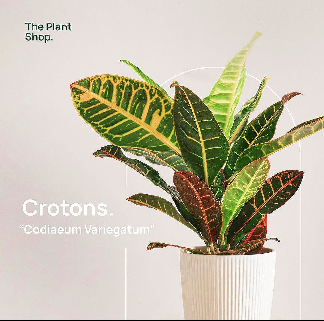 Crotons - Image 1