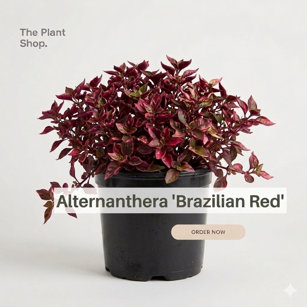 Alternanthera - Image 1