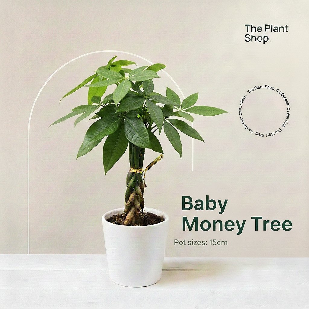 Baby Money Tree  - Image 1