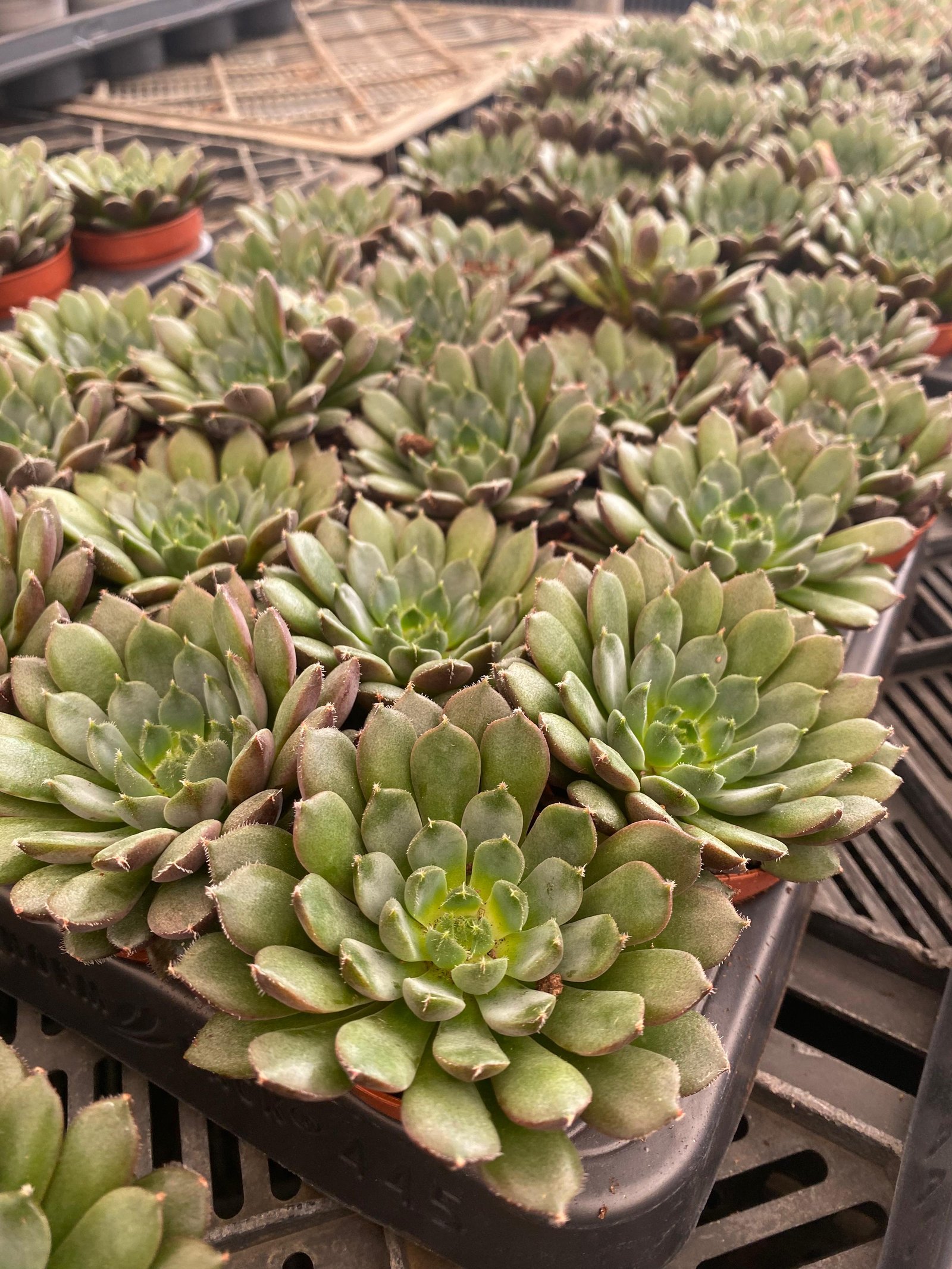 Bundle of 4 Echeveria Cactus - Image 7