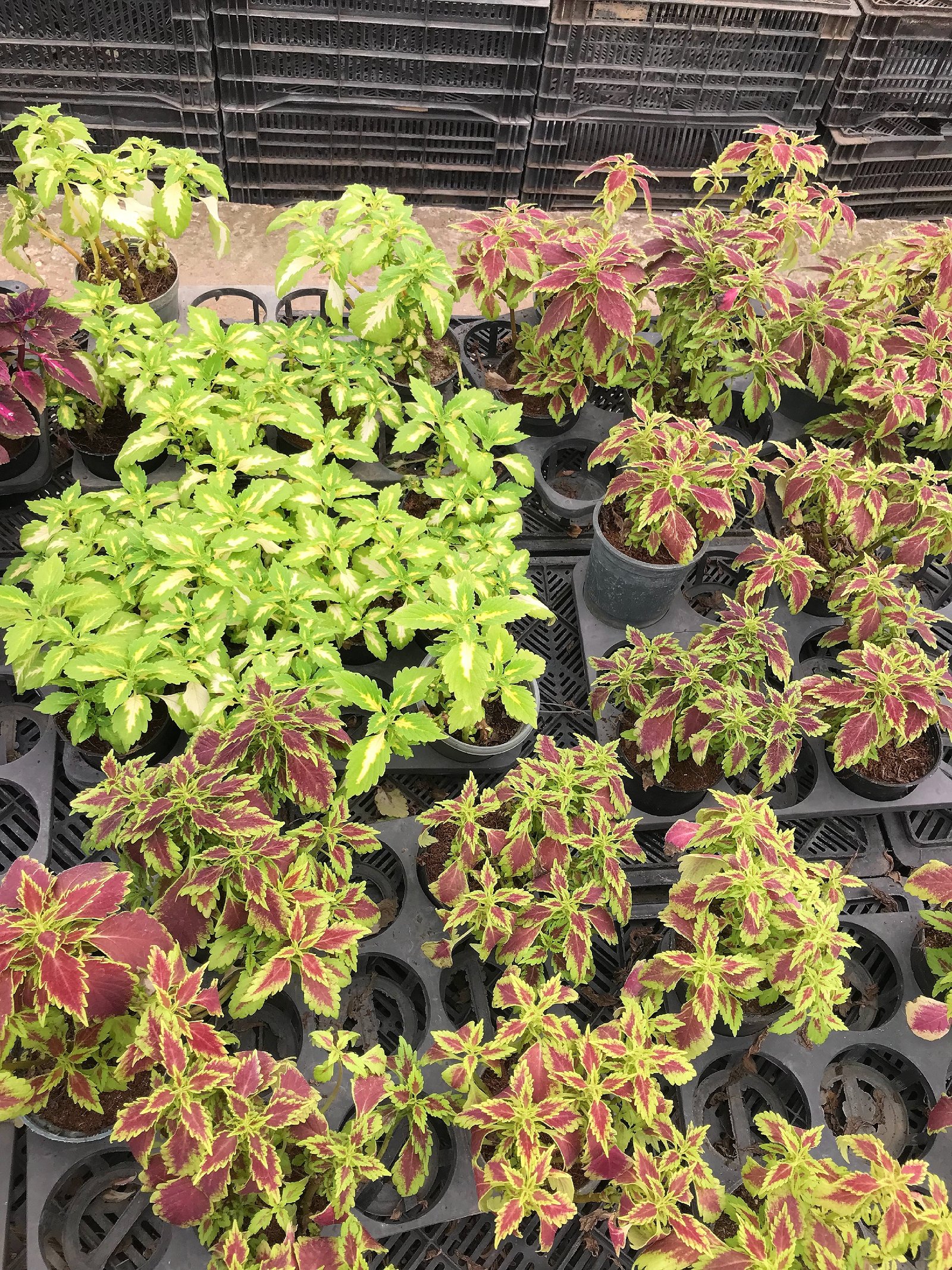 Coleus - Image 5