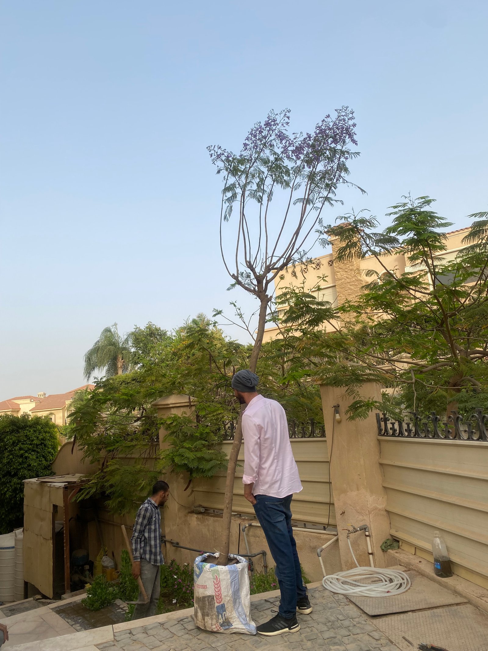Blue Jacaranda Tree - Image 3
