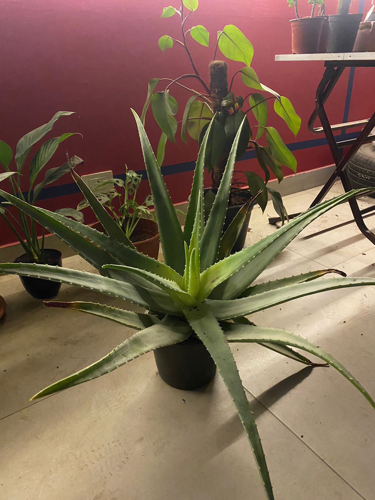 Alovera - Image 3