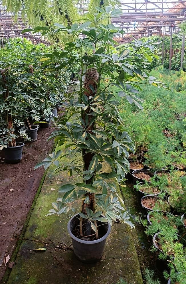 Schefflera Gold  - Image 2