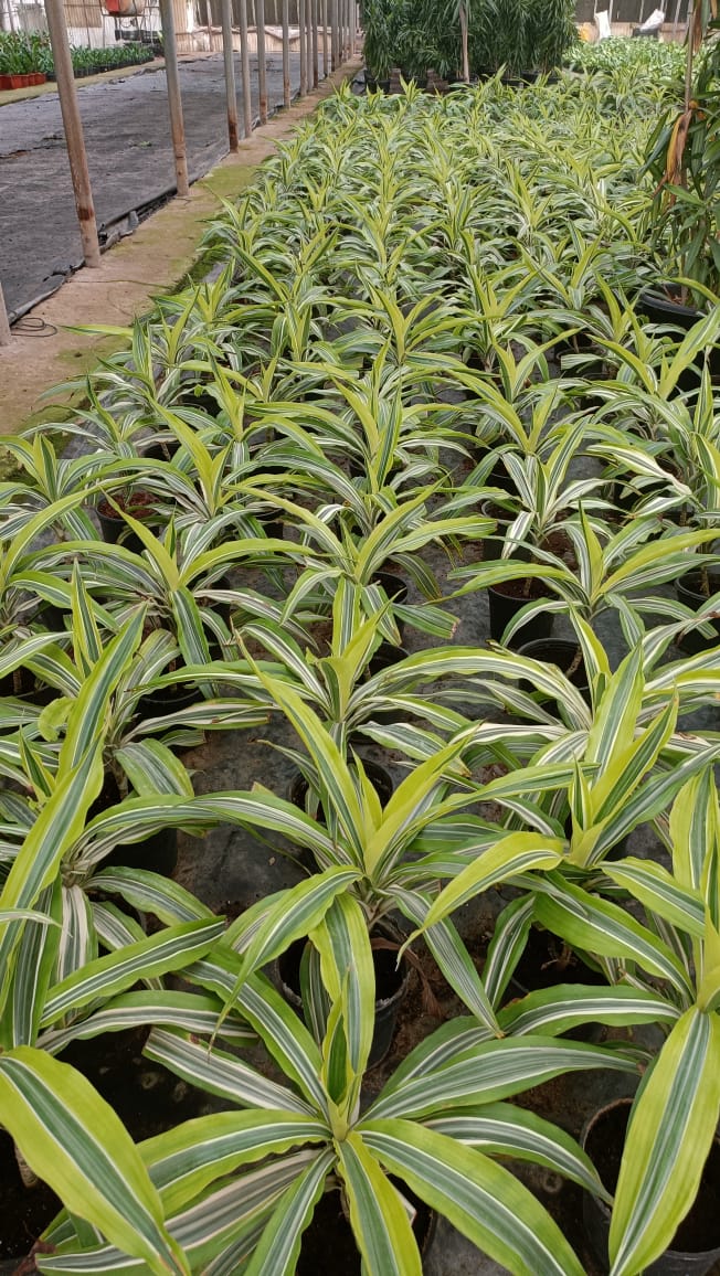 Spider Plant  - Image 6