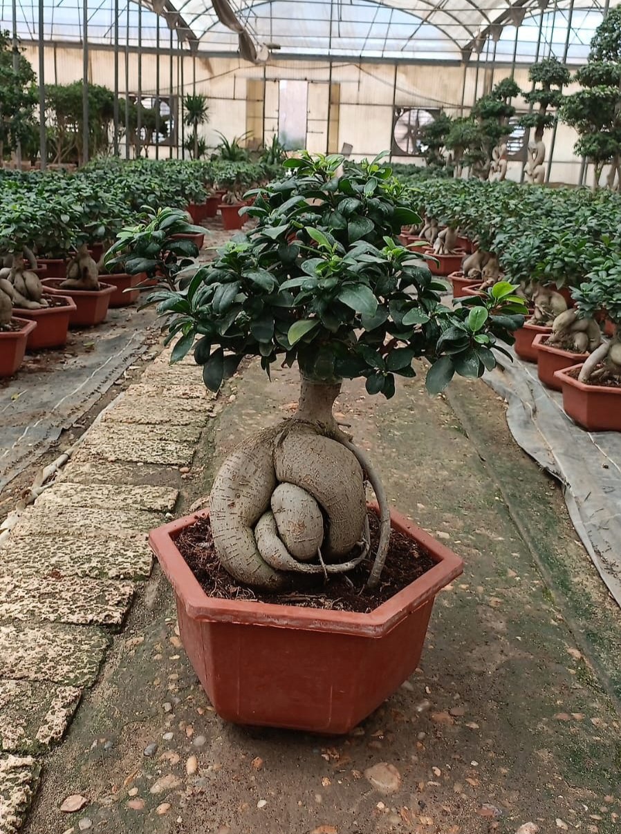 Ginseng Ficus Bonsai - Image 5