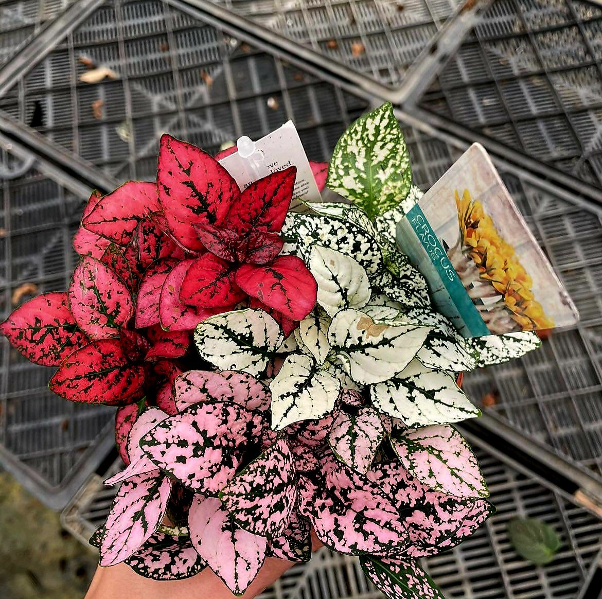 Nerve Plant - Image 4