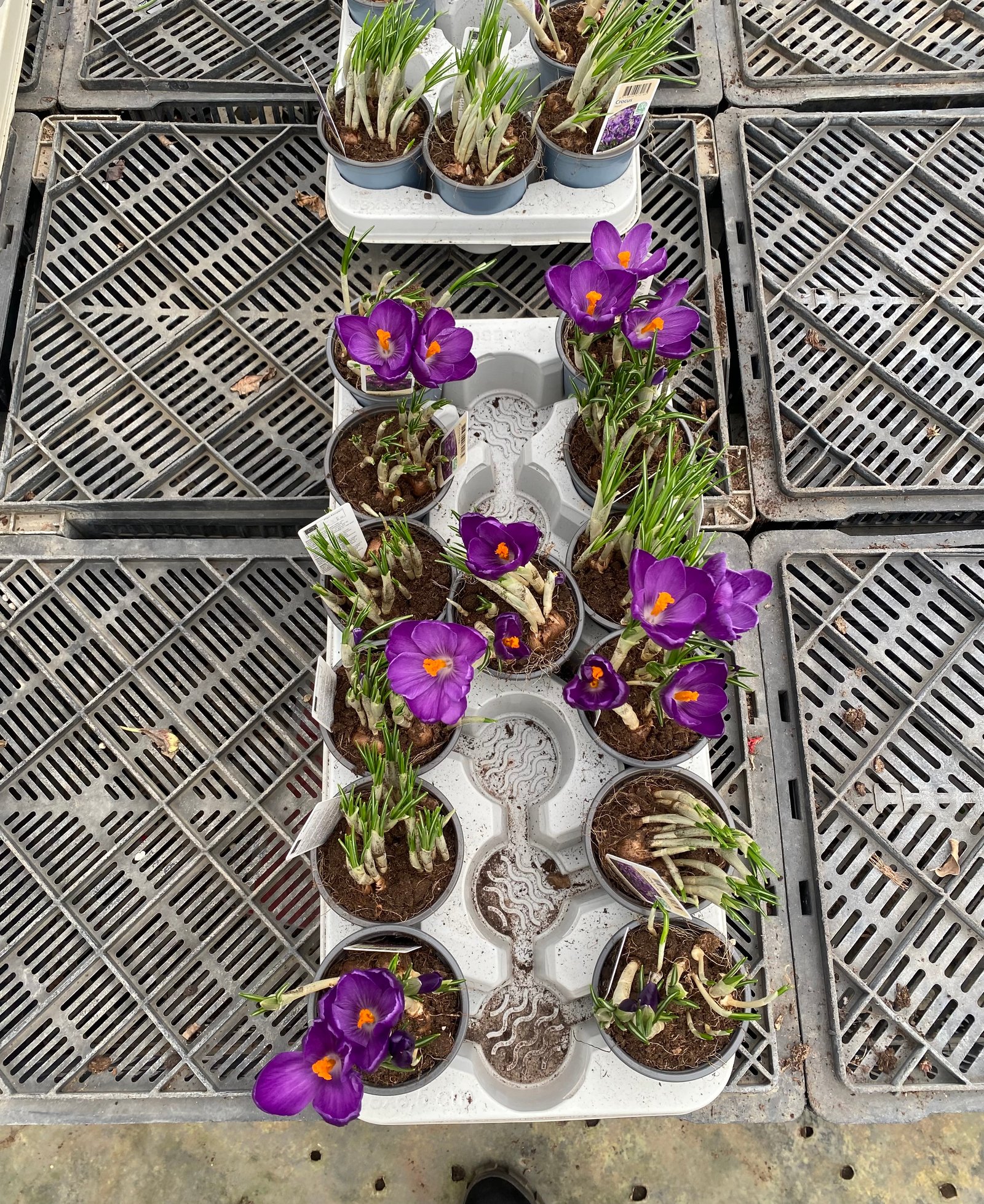 Dutch Crocus - Image 2