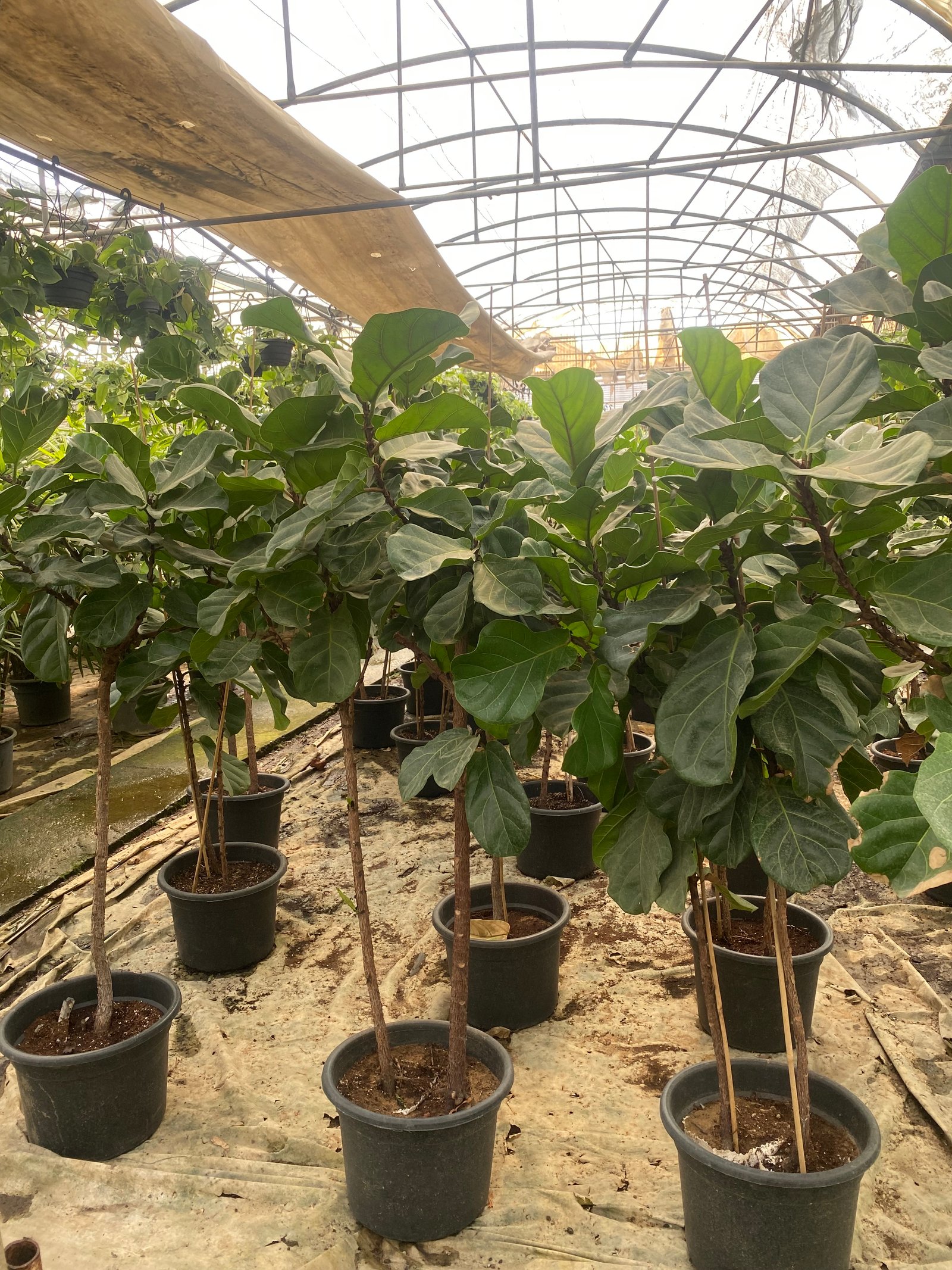 Fiddle Leaf Fig - Image 5