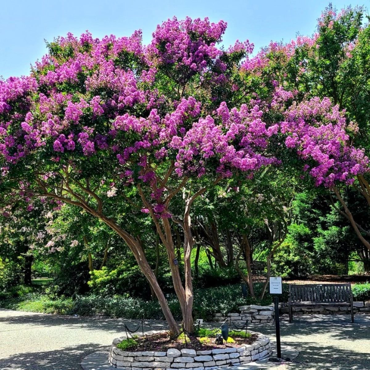 Crepe Myrtle - Image 3