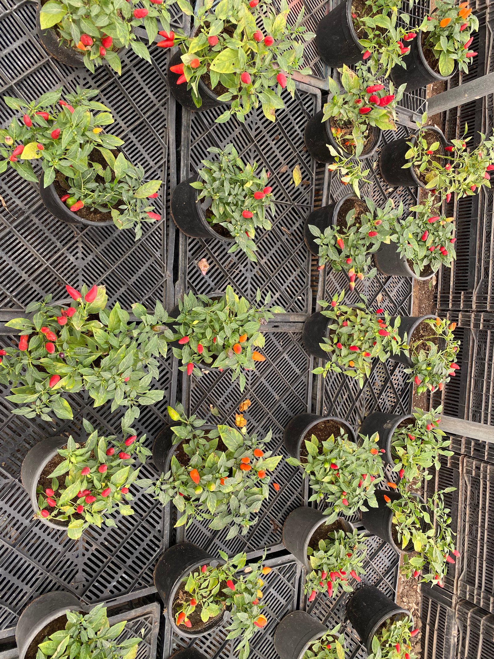 Capsicum annuum - Image 3