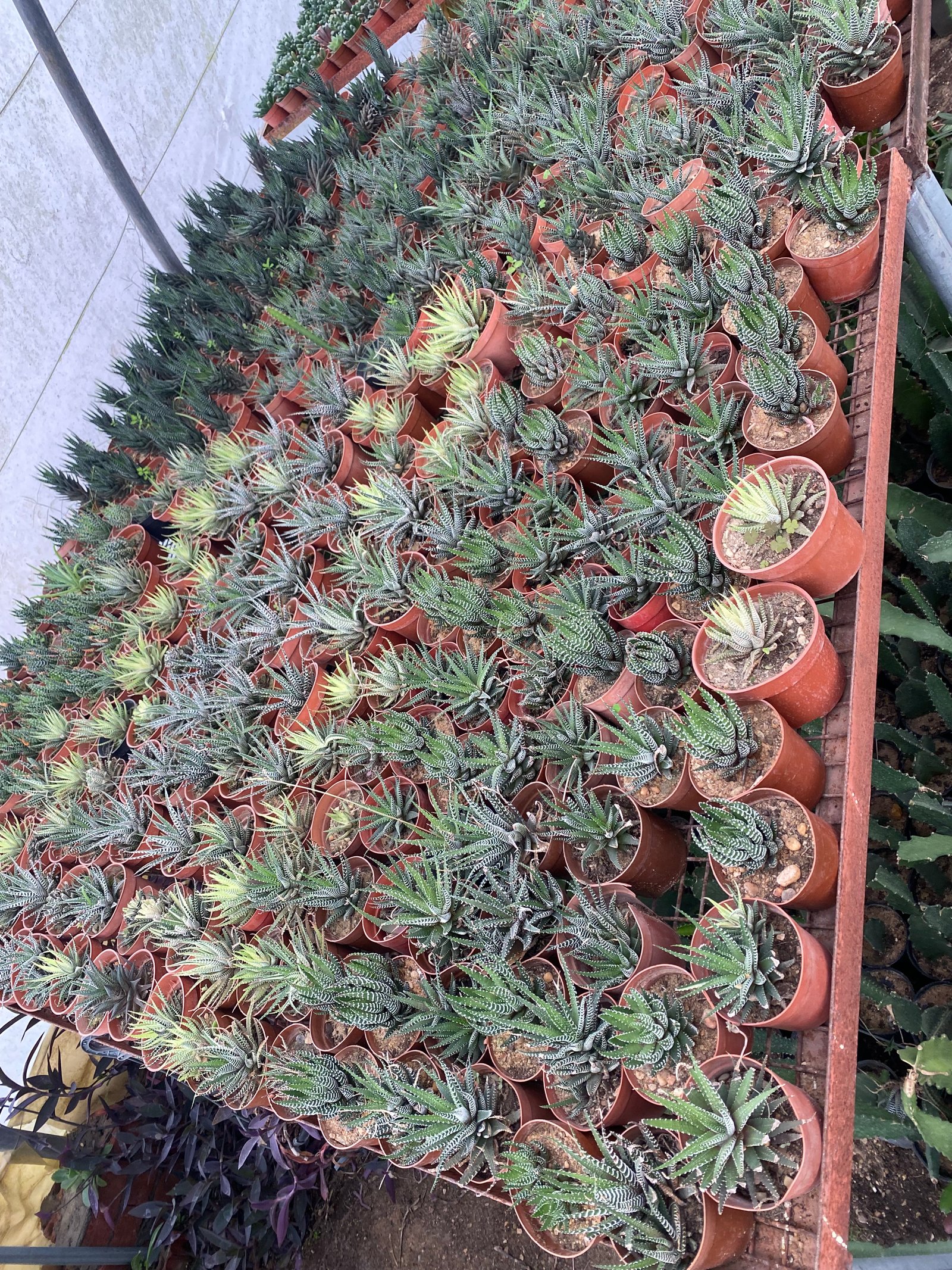 Zebra Plant - Image 5