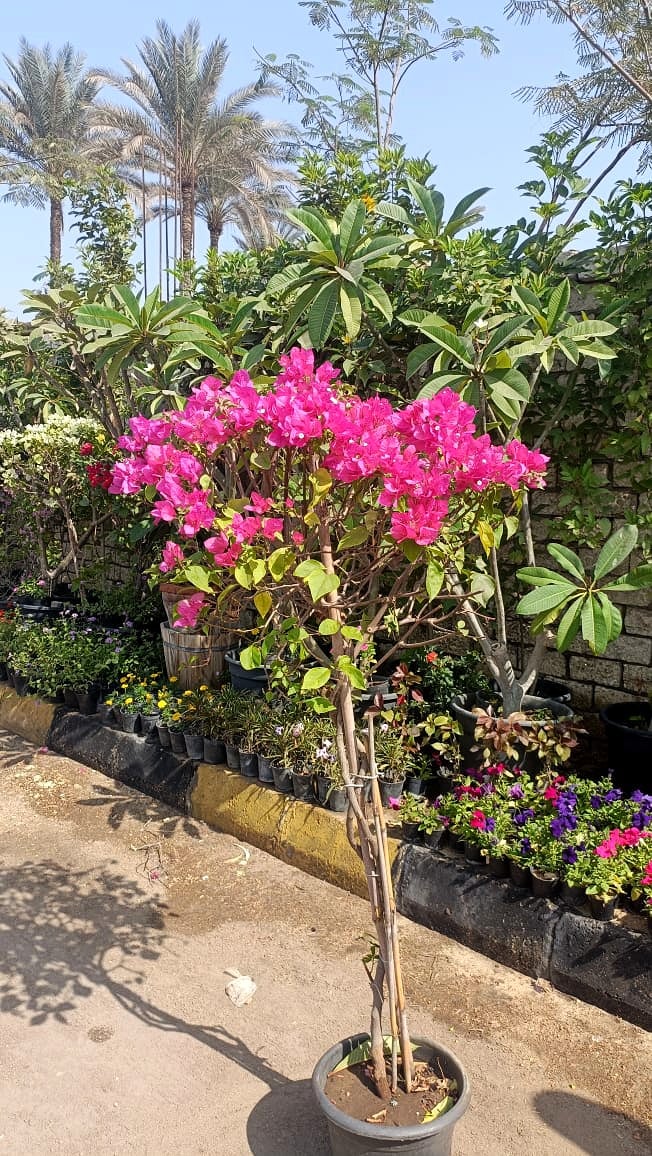 Bougainvillea  - Image 2