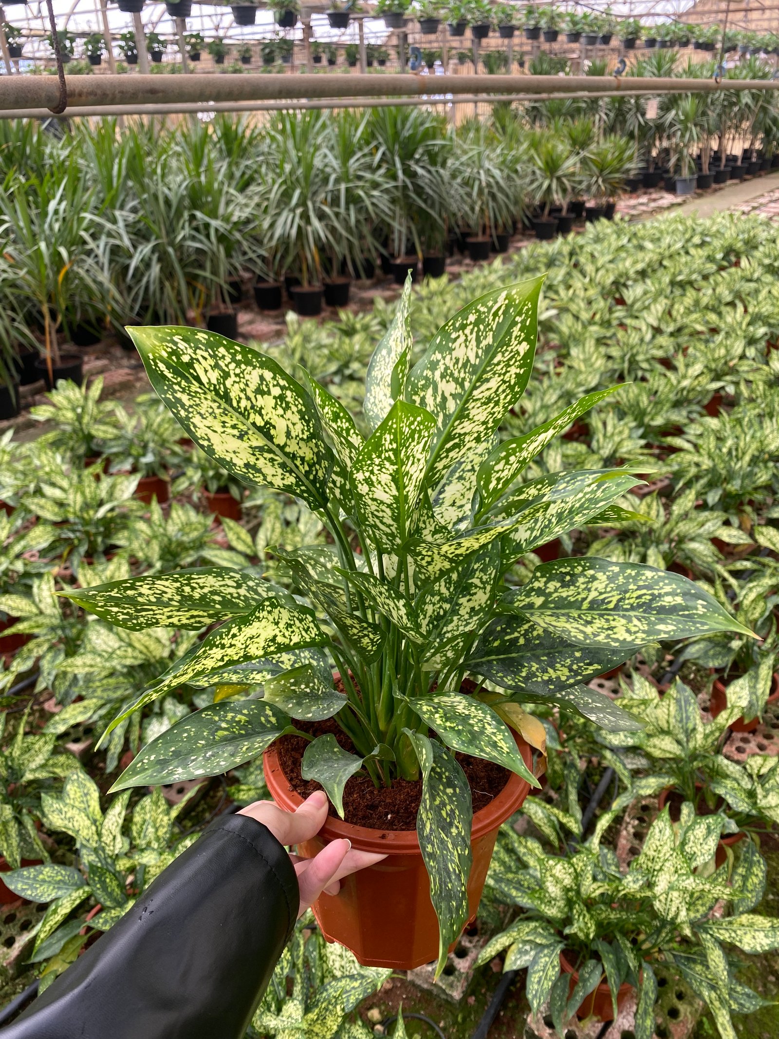 Aglonema  - Image 2