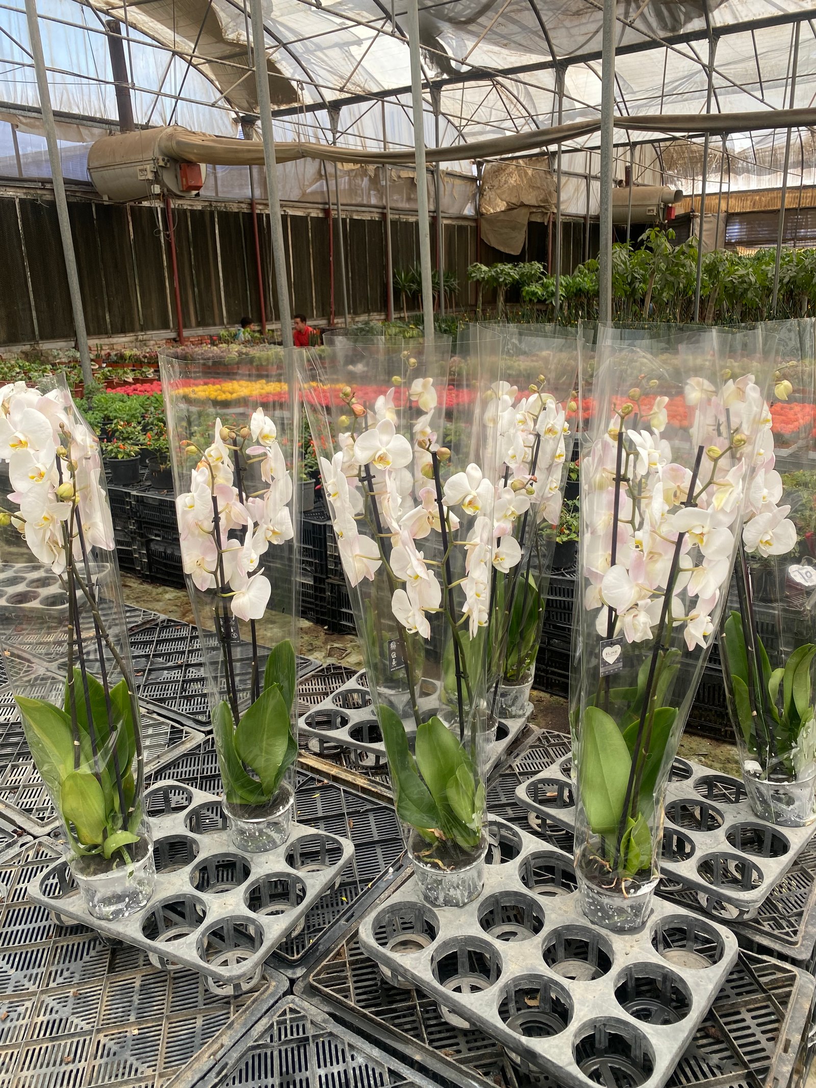 Royal Orchids - Image 6