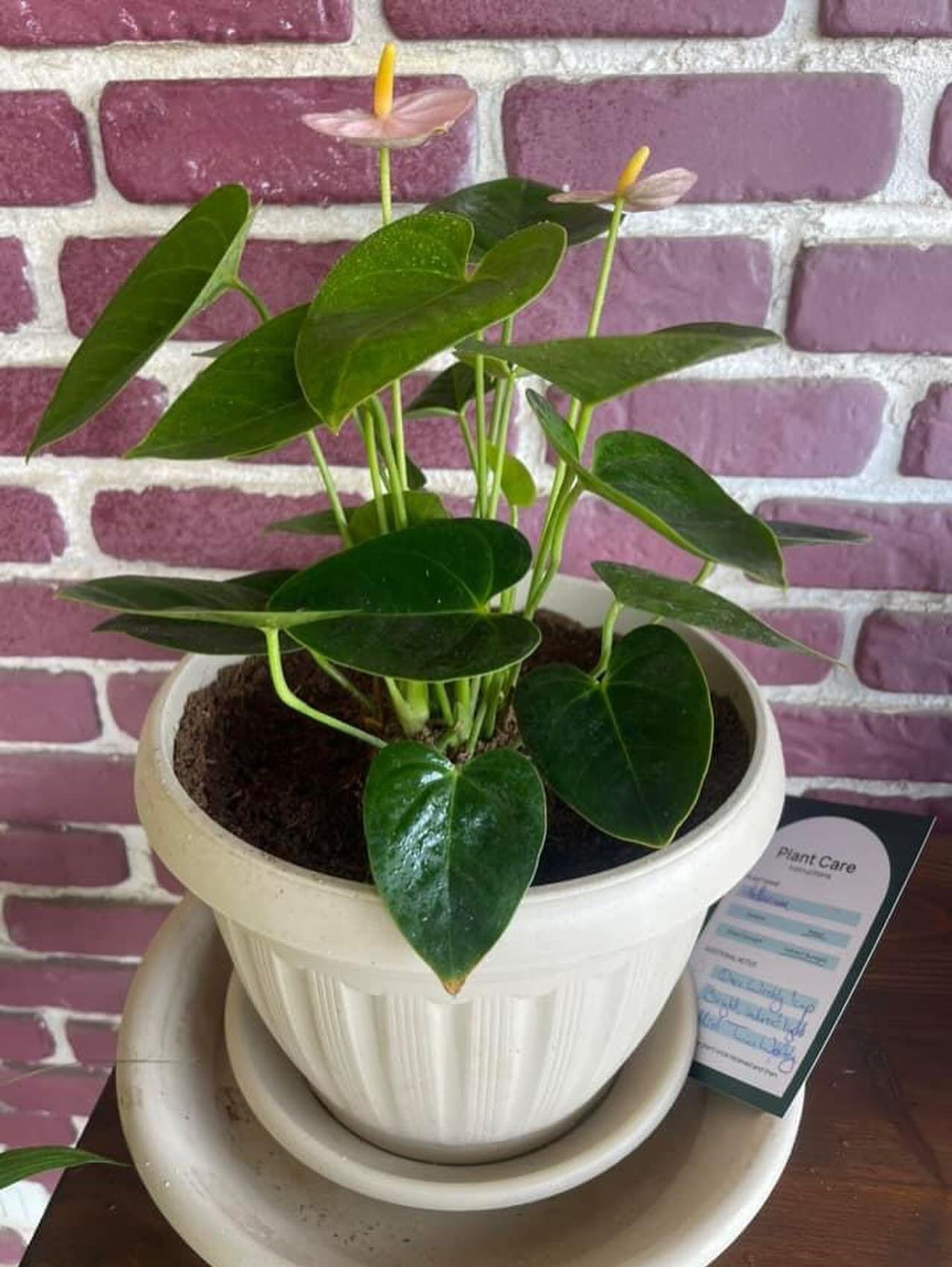 Anthurium - Image 4