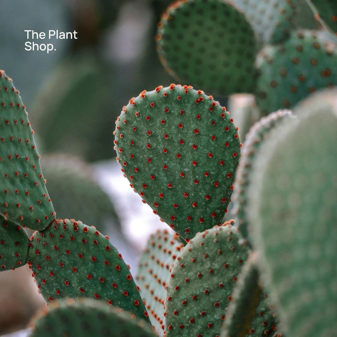 Bunny Ear Cactus - Image 2