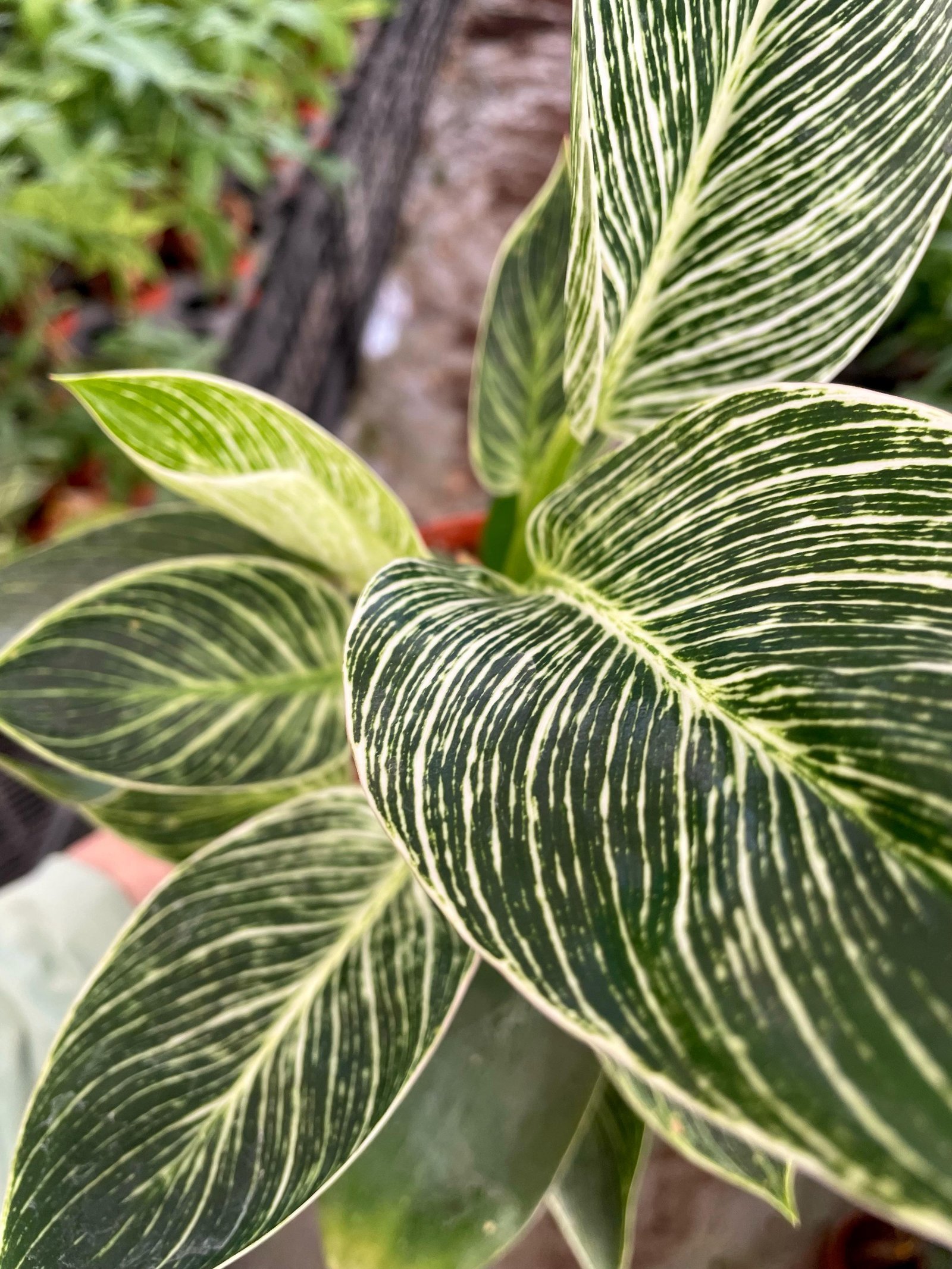 Philodendron Birkin - Image 3