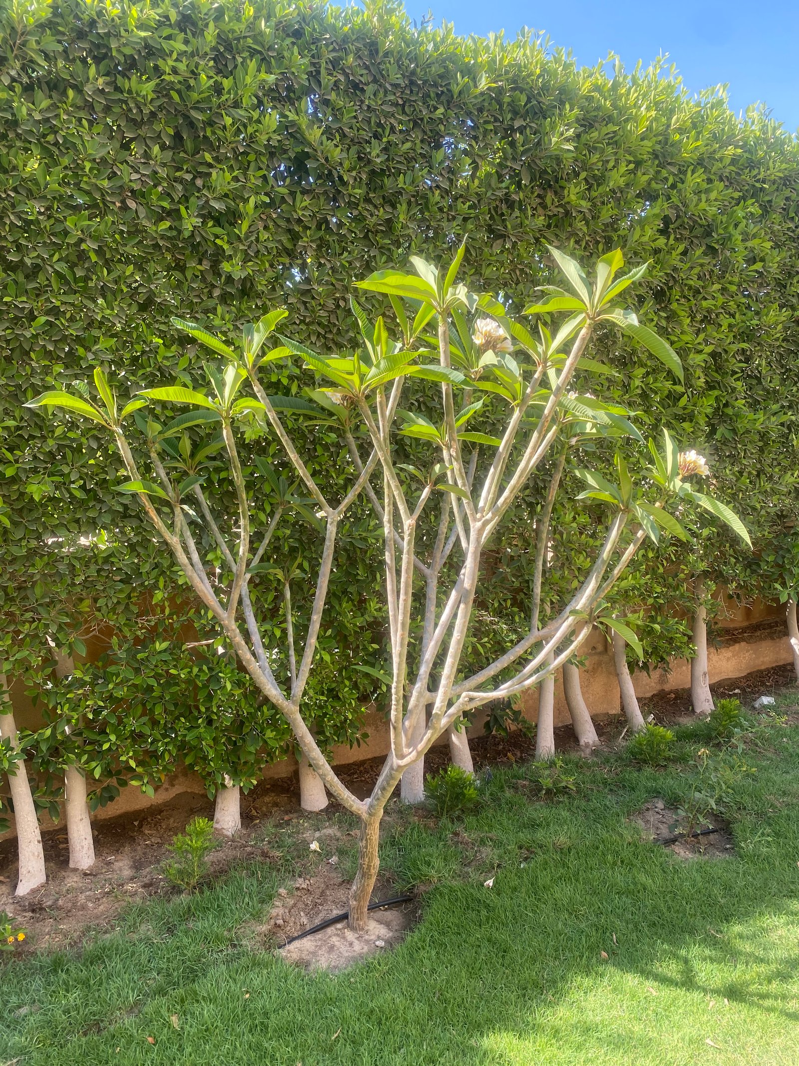 Indian Jasmine  - Image 2