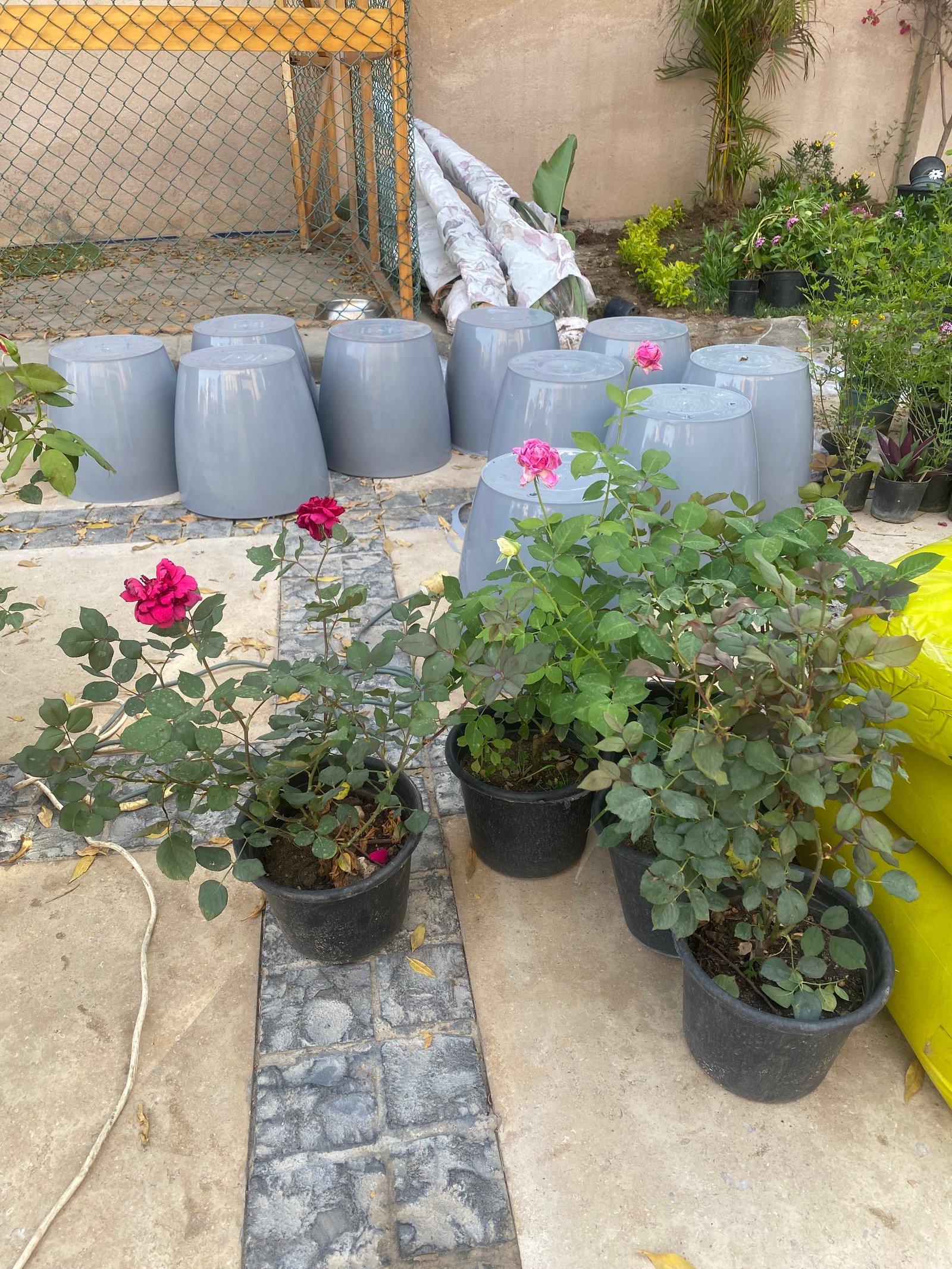 China rose - Image 4