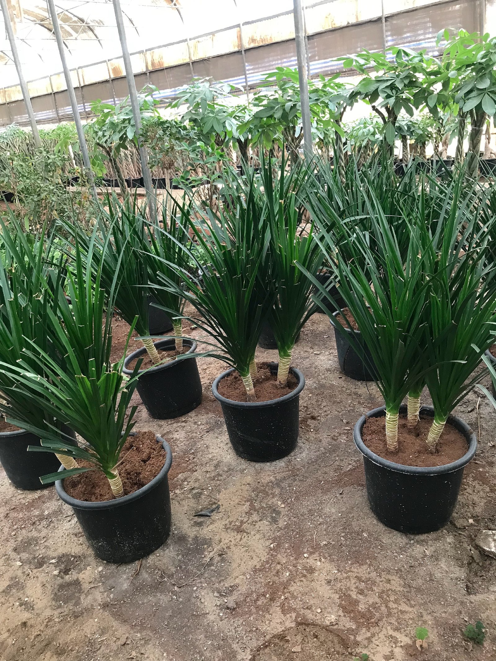 Dracaena Draco - Image 8