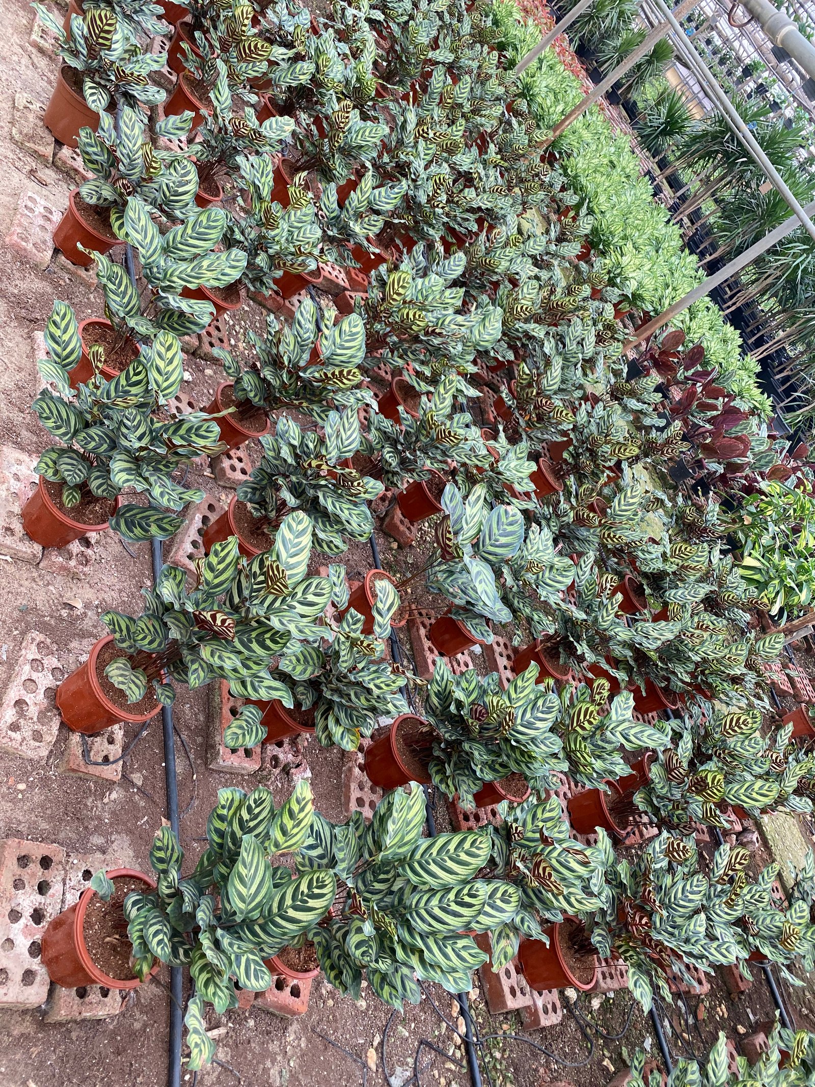 Calathea Makoyana - Image 5