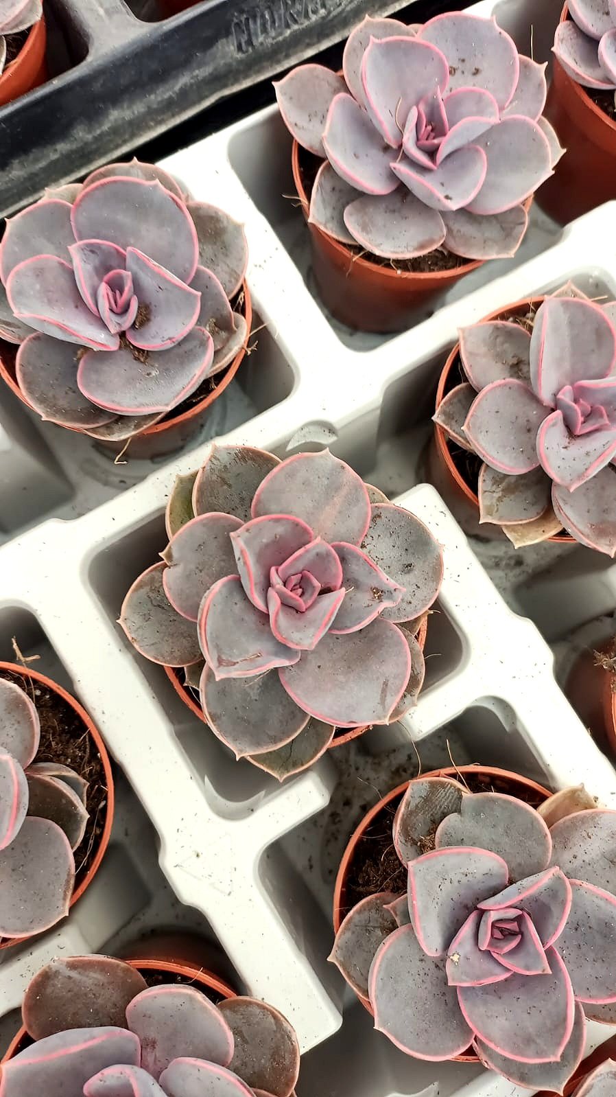 Echeveria purple  - Image 1