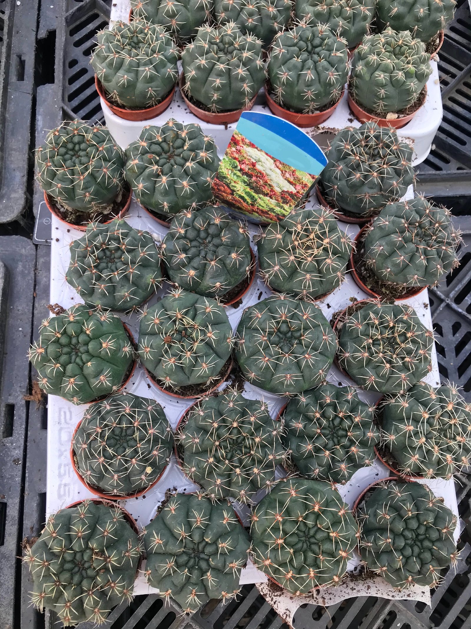  Gymnocalycium baldianum - Image 1