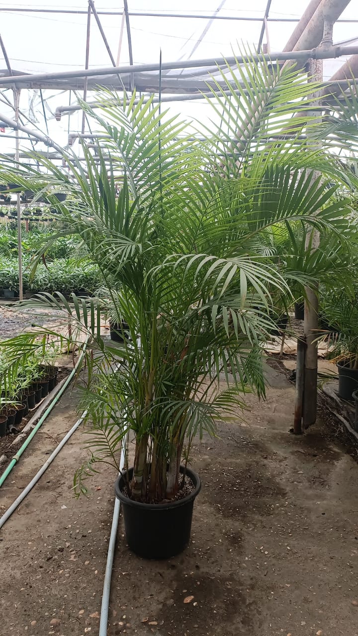 Yellow Areca Palm - Image 11