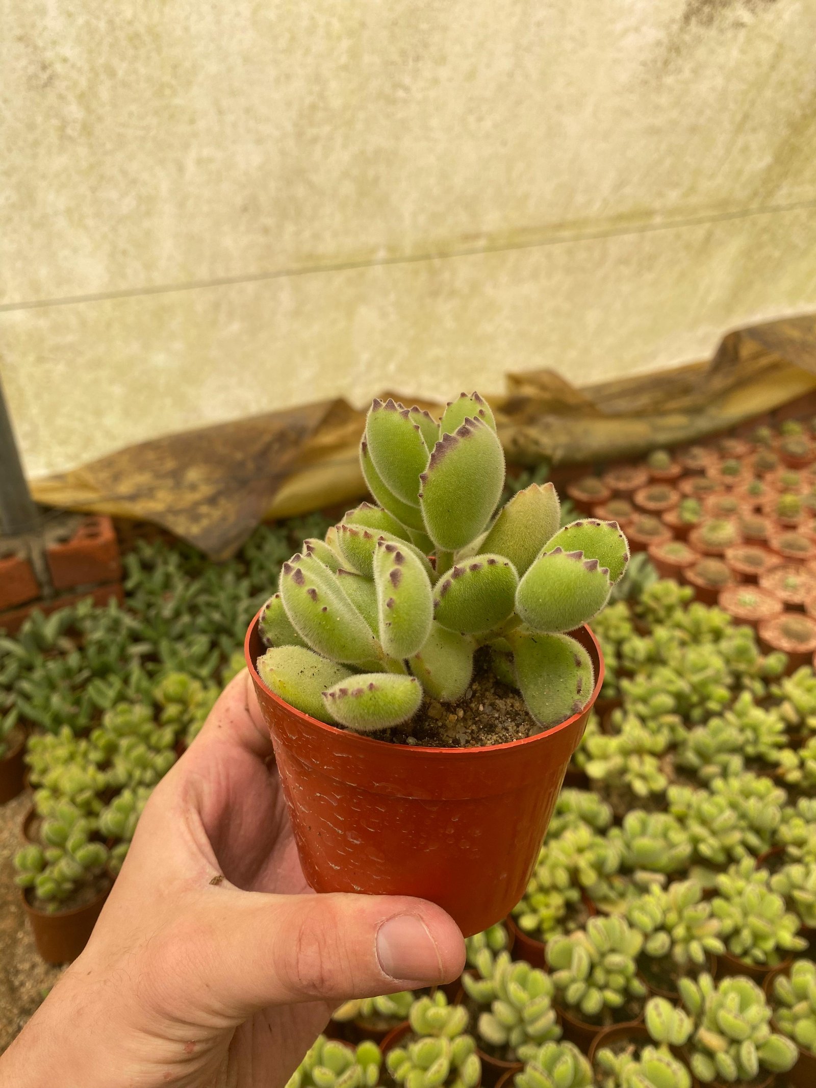 Bear Paw Cactus - Image 2