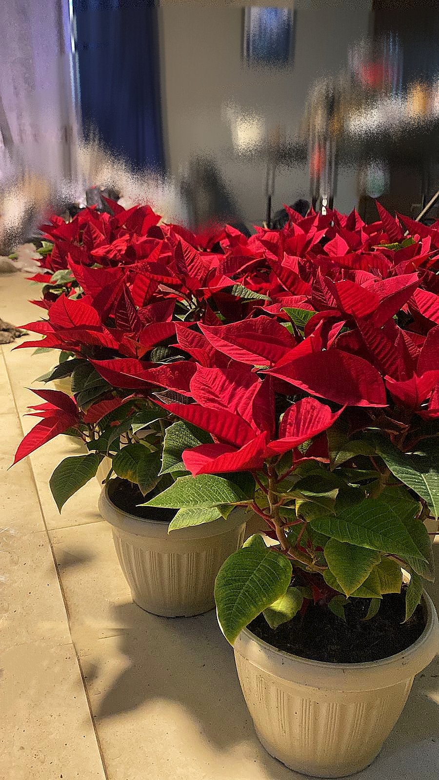 Poinsettia - Image 5