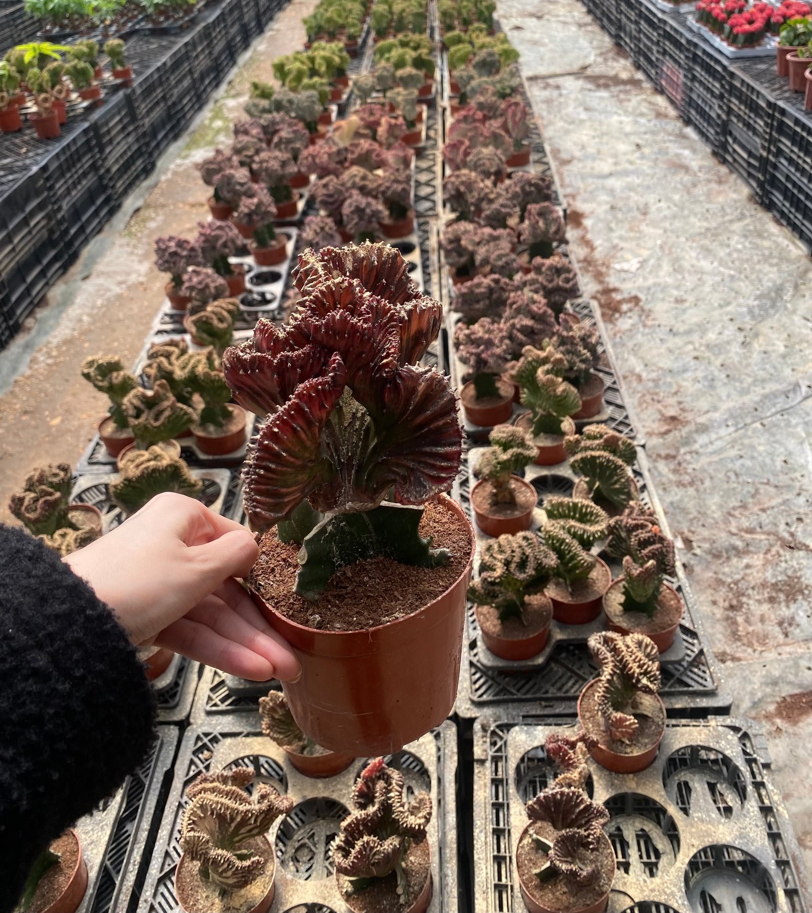Coral Cactus - Image 13