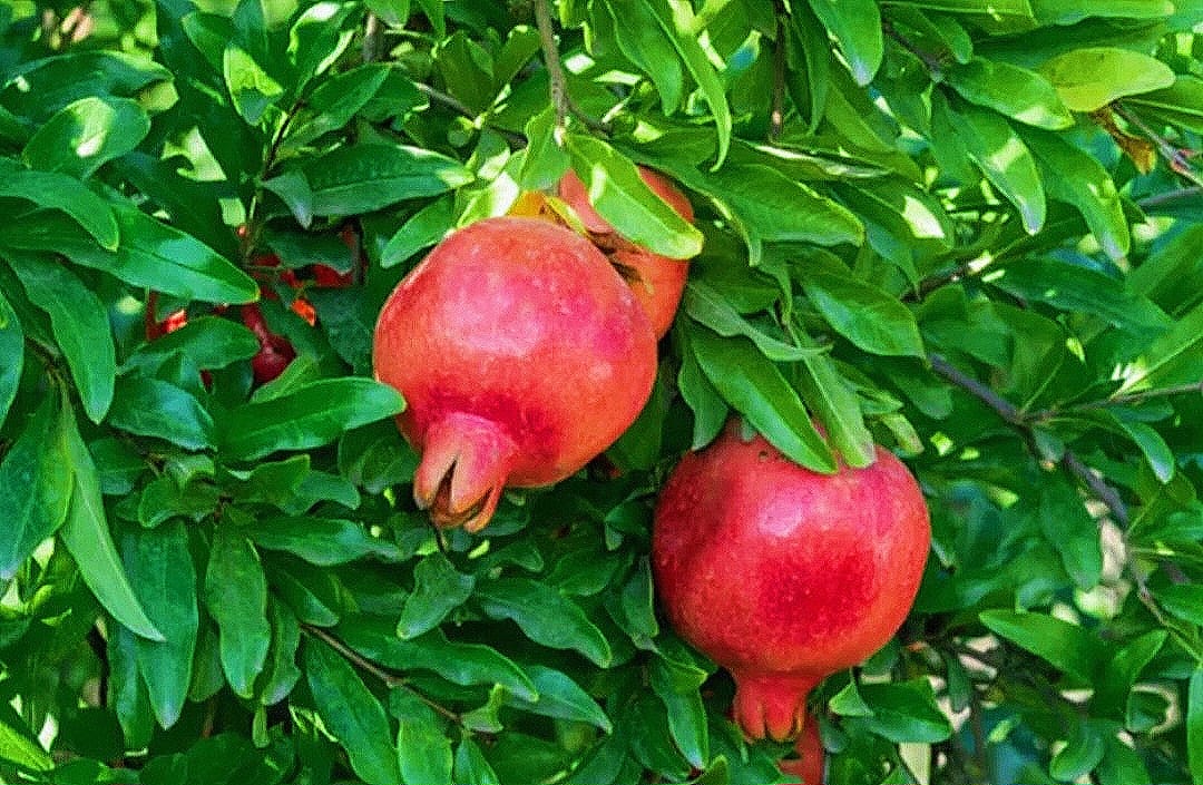 Pomegranate Tree - Image 2