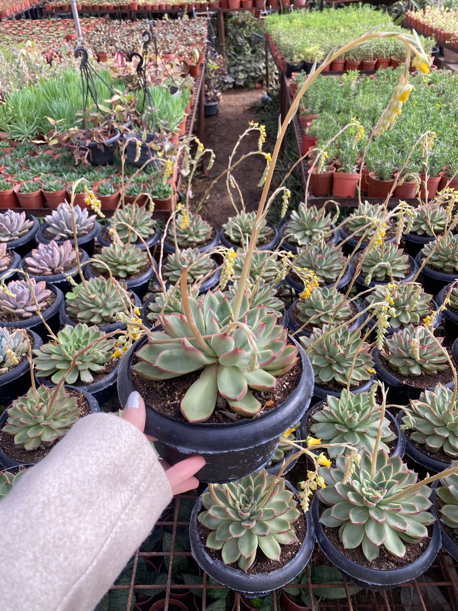 Jumbo Echeverias (2) - Image 2