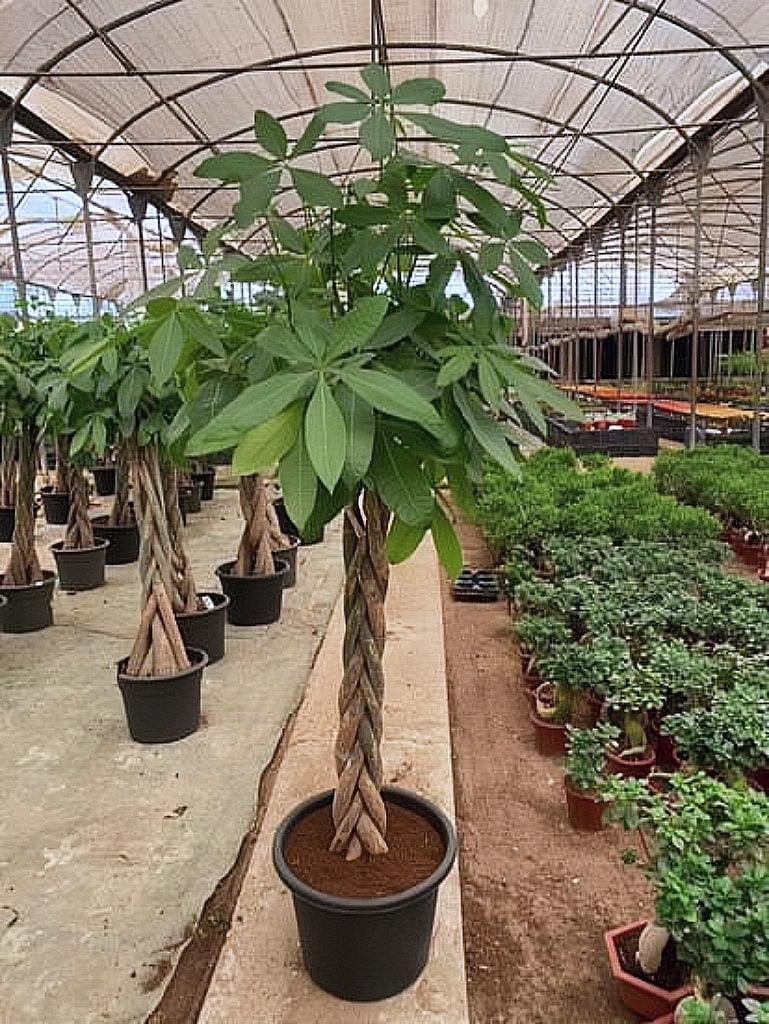 Money Tree - Image 6